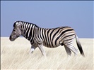 Zebra, Etosha National Park